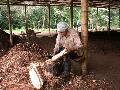 DanielchoppingBananatreesformulchatthecoffeeplantation.jpg