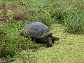 GiantLandTurtle-HighlandsSantaCruz-femalecoolingoffinpond.jpg