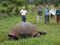 GiantLandTurtle-HighlandsSantaCruz1.jpg