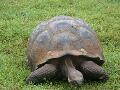 GiantLandTurtle-HighlandsSantaCruz2.jpg