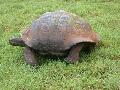 GiantLandTurtle-HighlandsSantaCruz3.jpg