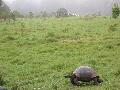 GiantLandTurtle-HighlandsSantaCruzwithcattleegretsattopright.jpg