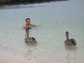 pelicanswithswimmers.jpg